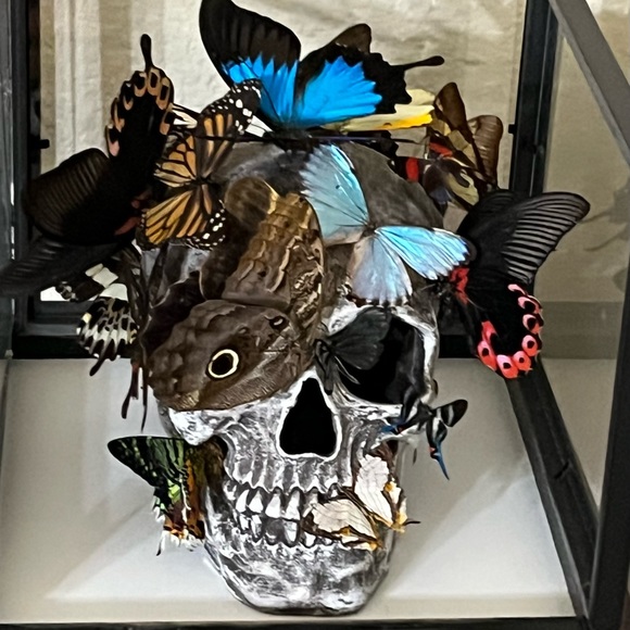 Skull sculpture with real butterflies, in 10”x8”x10” shadow box - Picture 6 of 11